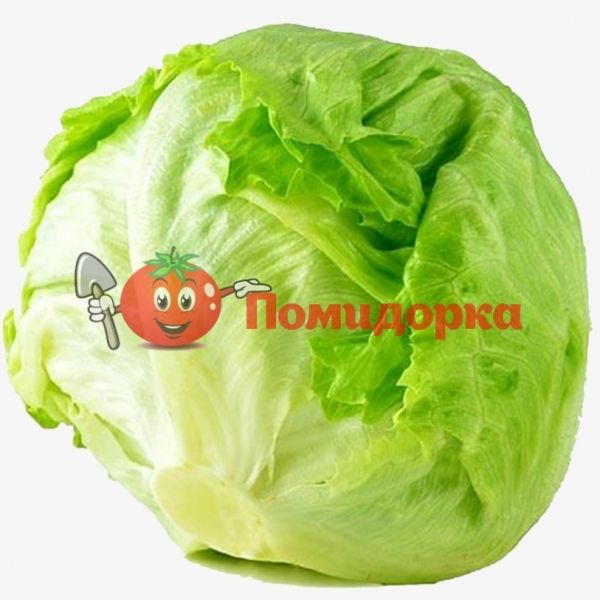 Салат АВИРАМ | AVIRAM Hazera, Фасовка - 1000 семян