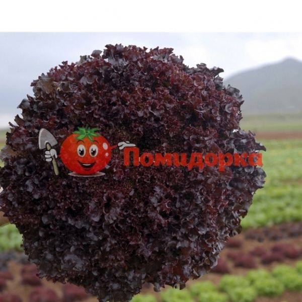 Салат БАХУС | BACCUHUS Hazera, Фасовка - 5000 семян