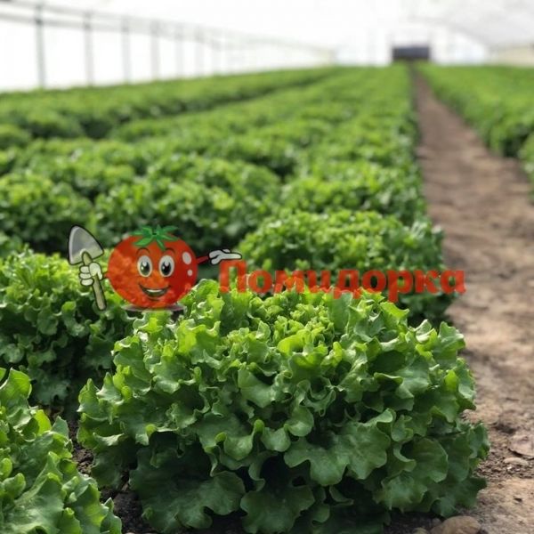 Салат Батавия КЮРЛИ | KURLI Yuksel, Фасовка - 5000 семян