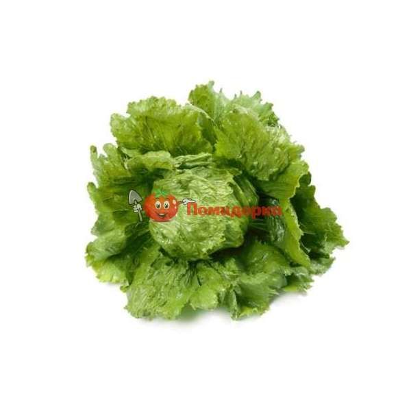 Салат ДИАМАНТИНАС | DIAMANTINAS Rijk Zwaan, Фасовка - 5000 семян