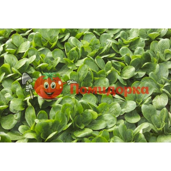 Салат ДИОНА | DIONE Rijk Zwaan, Фасовка - 100 000 семян