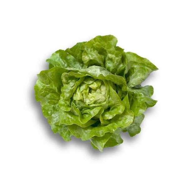 Салат ДЖИСКА | JISKA Rijk Zwaan, Фасовка - 5000 семян