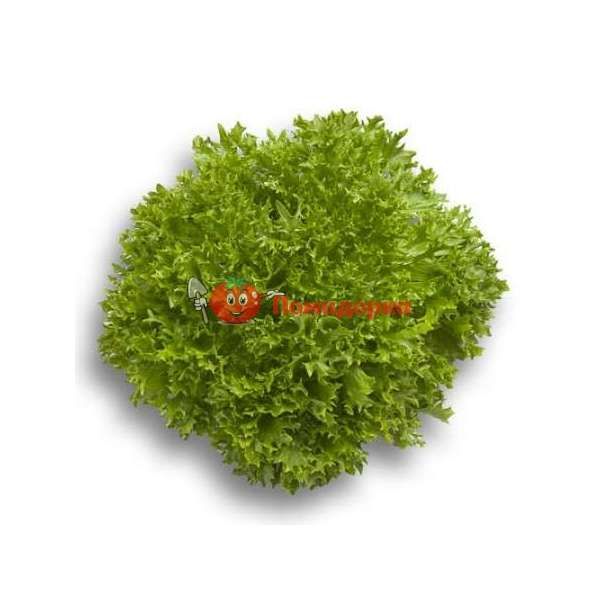 Салат ЭКСПЕРТАЙЗ | EXPERTISE Rijk Zwaan, Фасовка - 5000 семян