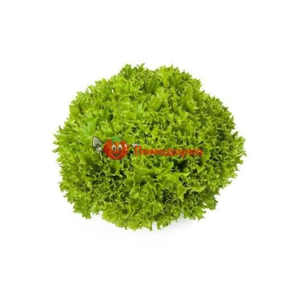 Салат ЭКЗЕКТ | EXACT Rijk Zwaan, Фасовка - 5000 семян