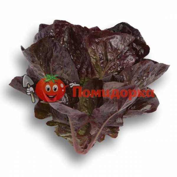 Салат ГАЛАТЕЯ | GALATEA Rijk Zwaan, Фасовка - 5000 семян