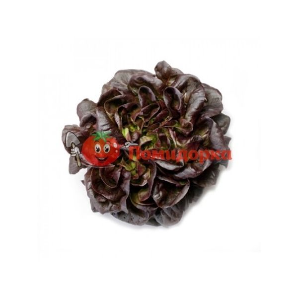 Салат ГОГЕН | GAUGIN Rijk Zwaan, Фасовка - 5000 семян