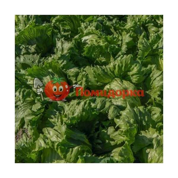 Салат головчатый БИЗНЕС F1 | BUSINESS F1 Bejo, Фасовка - 5000 семян