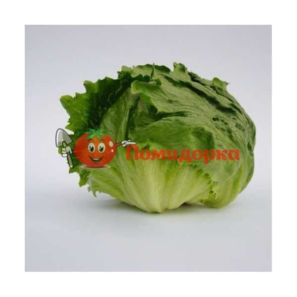 Салат головчатый РУМОРС F1 | RUMOURS F1 Bejo, Фасовка - 5000 семян