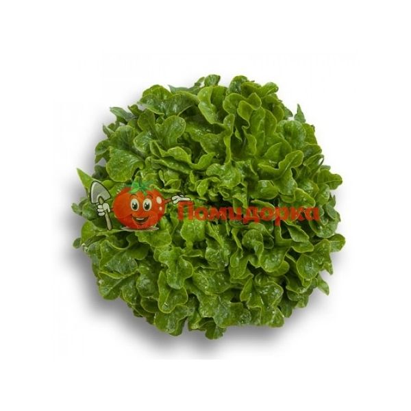 Салат ГУМБОЛЬДТ | HUMBOLDT Rijk Zwaan, Фасовка - 5000 семян