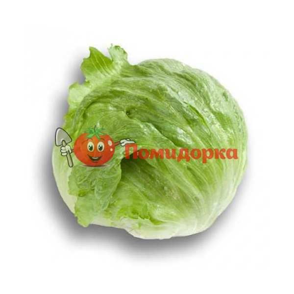 Салат КАРТАГЕНАС | CARTAGENAS Rijk Zwaan, Фасовка - 5000 семян