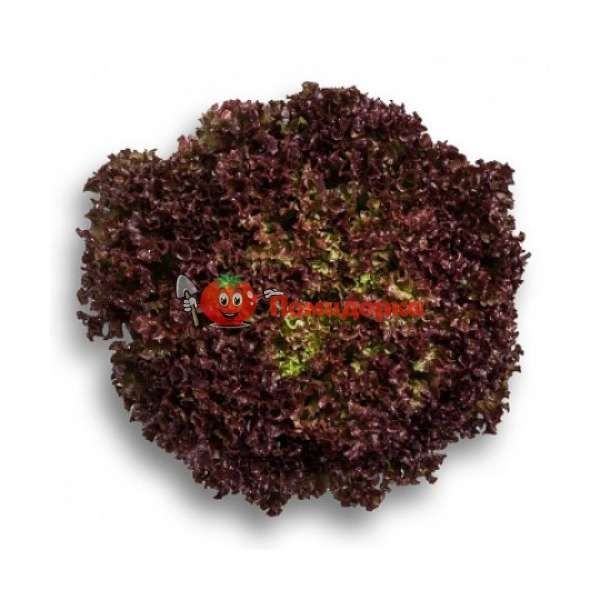 Салат КАВЕРНЕТ | CAVERNET Rijk Zwaan, Фасовка - 5000 семян