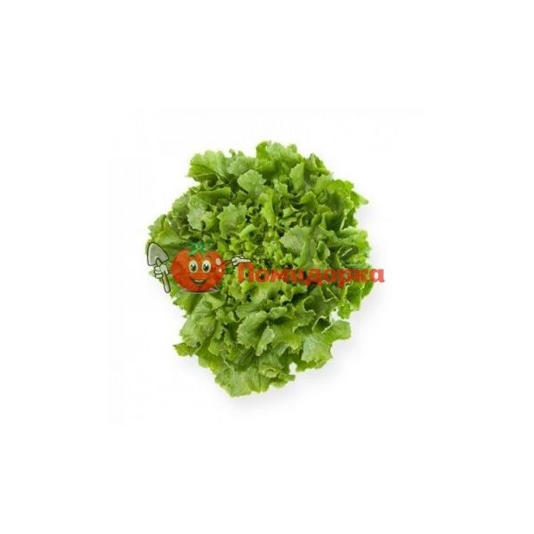 Салат КЕЙТЕЛ | KETHEL Rijk Zwaan, Фасовка - 5000 семян