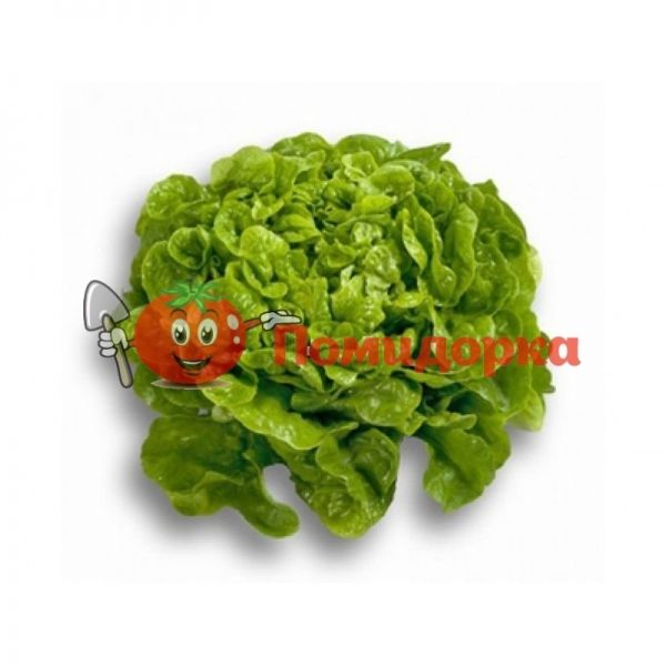 Салат КИРИНИЯ | KIRINIA Rijk Zwaan, Фасовка - 5000 семян