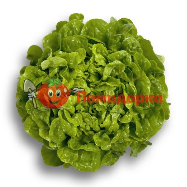 Салат КИТОНИЯ | KITONIA Rijk Zwaan, Фасовка - 1000 семян