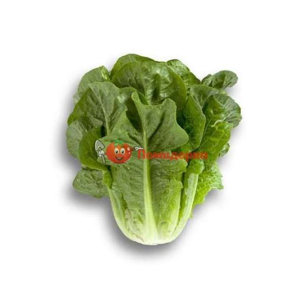 Салат КЛАУДИУС | CLAUDIUS Rijk Zwaan, Фасовка - 5000 семян