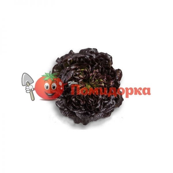 Салат КЛИ | KLEE Rijk Zwaan, Фасовка - 5000 семян