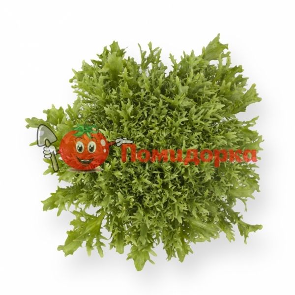 Салат КОРБИ | KORBI Rijk Zwaan, Фасовка - 5000 семян