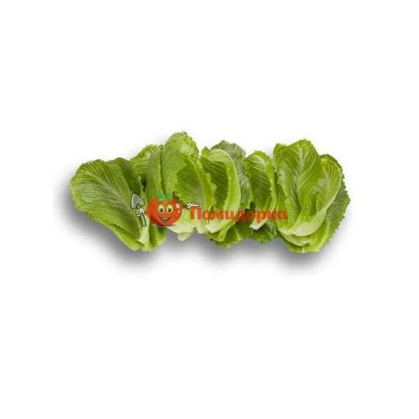 Салат КРУНЧИТА | CRUNCHITA Rijk Zwaan, Фасовка - 5000 семян