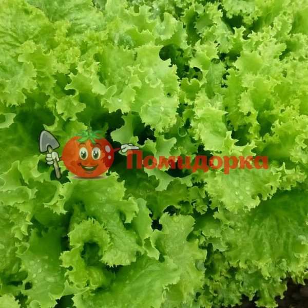 Салат KS 129 F1 | KS 129 F1 Kitano, Фасовка - 5 гр