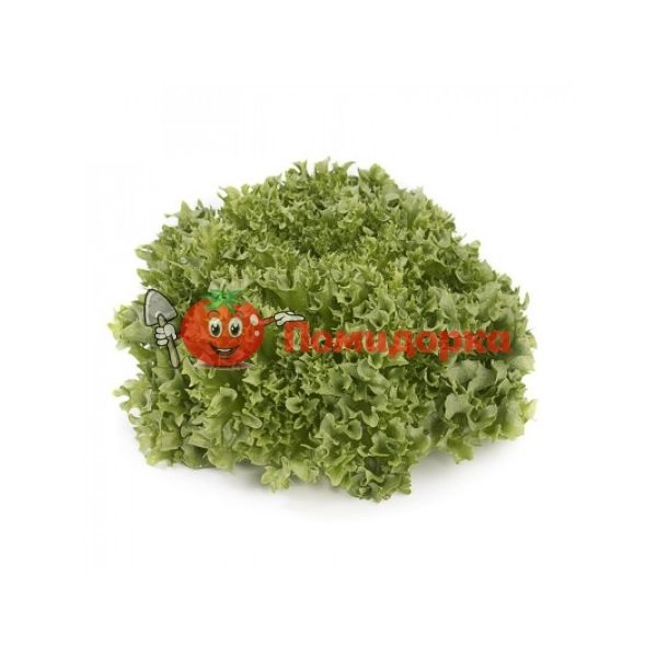 Салат ЛАЛИК | LALIQUE Rijk Zwaan, Фасовка - 5000 семян