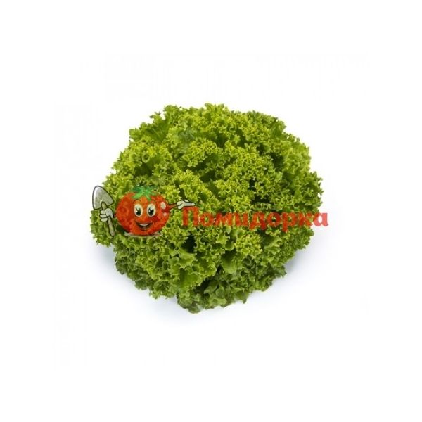 Салат ЛАНДАУ | LANDAU Rijk Zwaan, Фасовка - 1000 семян