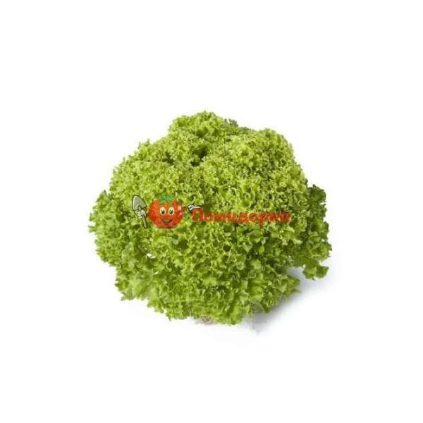 Салат ЛУГАНО | LUGANO Rijk Zwaan, Фасовка - 5000 семян