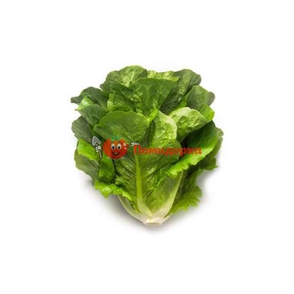 Салат МАКСИМУС | MAXIMUS Rijk Zwaan, Фасовка - 5000 семян