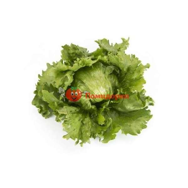 Салат МЕРЛИНАС | MERLINAS Rijk Zwaan, Фасовка - 5000 семян