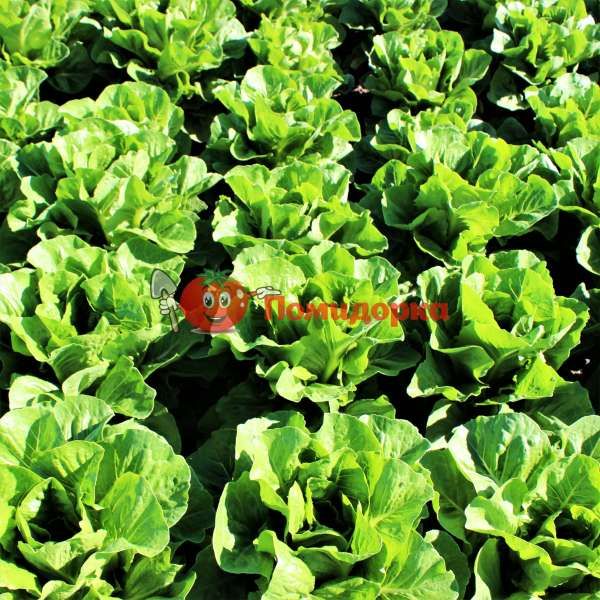 Салат ОКТАВИУС | OCTAVIUS Rijk Zwaan, Фасовка - 5000 семян