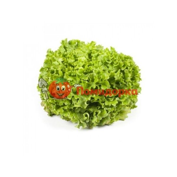 Салат ОТИЛИ | OTHILIE Rijk Zwaan, Фасовка - 5000 семян