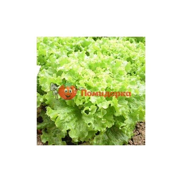 Салат ПАТИШН | PARTITION Rijk Zwaan, Фасовка - 5000 семян