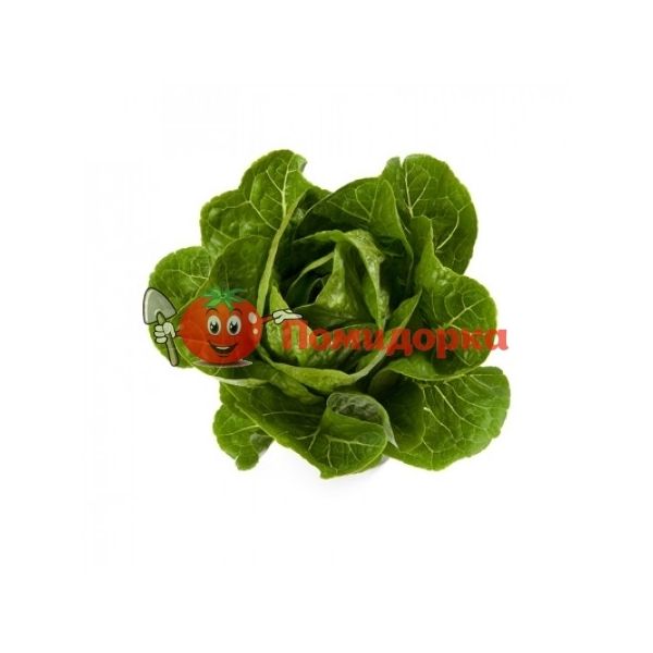 Салат РАФАЭЛЬ | RAFAEL Rijk Zwaan, Фасовка - 5000 семян