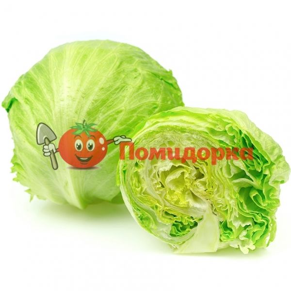 Салат РОБИНСОН | ROBINSON Hazera, Фасовка - 5 гр