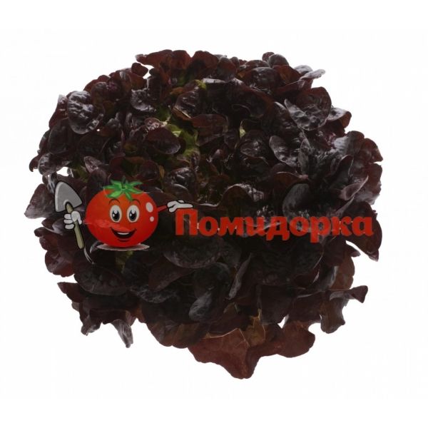 Салат РУКСАЙ | ROUXAI Rijk Zwaan, Фасовка - 5000 семян