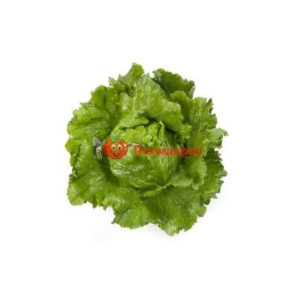 Салат САНТАРИНАС | SANTARINAS Rijk Zwaan, Фасовка - 5000 семян