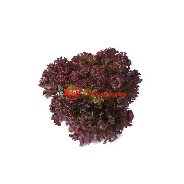 Салат САТИН | SATINE Rijk Zwaan, Фасовка - 5000 семян