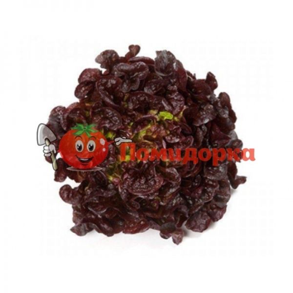 Салат САТУРДАЙ | SATURDAY Rijk Zwaan, Фасовка - 5000 семян