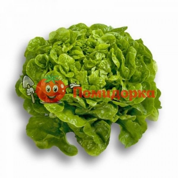 Салат СЕЙШЕЛ | SEYCHEL Rijk Zwaan, Фасовка - 5000 семян