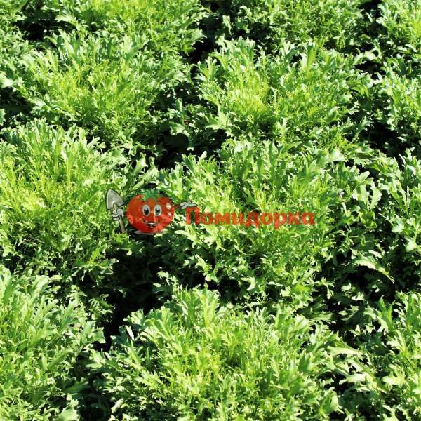 Салат СИГАЛ | CIGAL Rijk Zwaan, Фасовка - 5000 семян