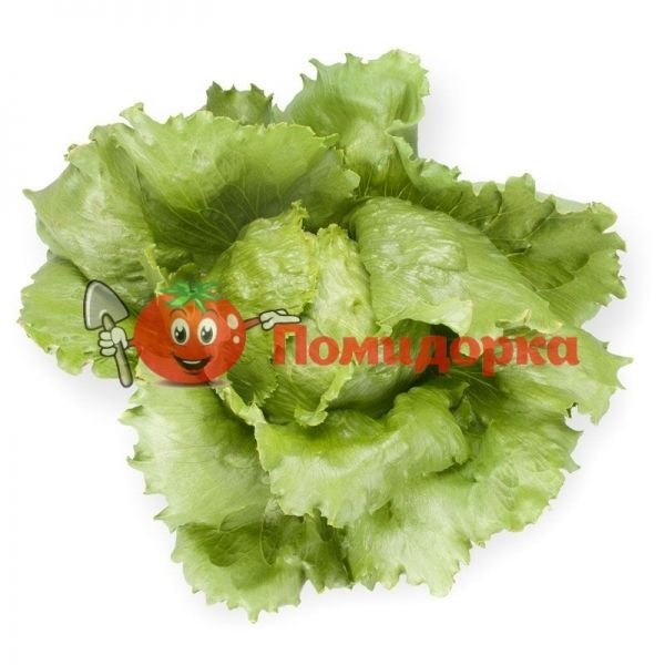 Салат СИЛВИНАС | SILVINAS Rijk Zwaan, Фасовка - 5000 семян