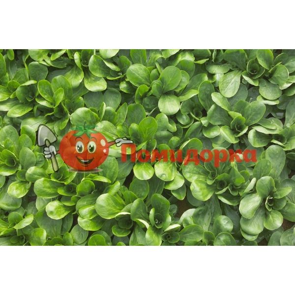 Салат СИРИЛА | CIRILLA Rijk Zwaan, Фасовка - 100 000 семян