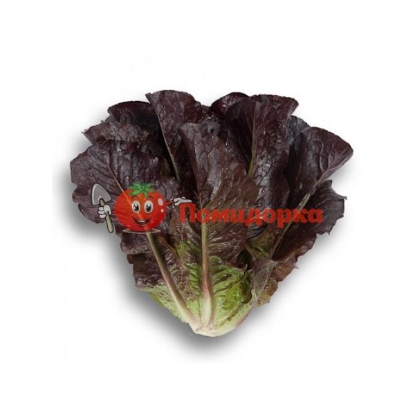 Салат ТУРИНУС | THURINUS Rijk Zwaan, Фасовка - 5000 семян