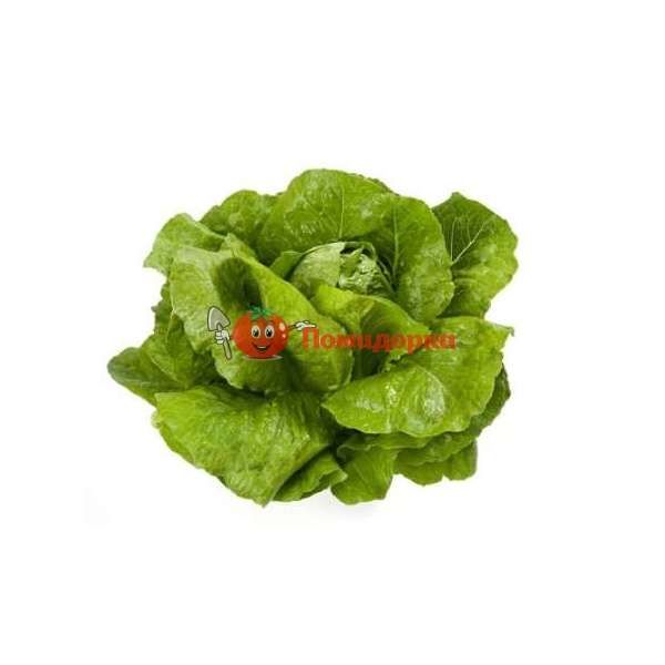 Салат ВИКТОРИНУС | VIKTORINUS Rijk Zwaan, Фасовка - 5000 семян