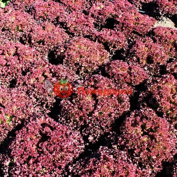 Салат ВИЛБУР | WILBUR Rijk Zwaan, Фасовка - 5000 семян