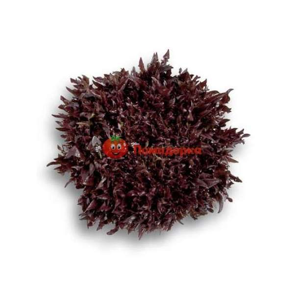 Салат ВИНТЕКС | WINTEX Rijk Zwaan, Фасовка - 5000 семян