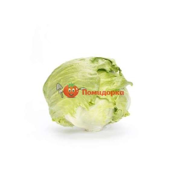 Салат ЯСПЕРИНАС | JASPERINAS Rijk Zwaan, Фасовка - 5000 семян