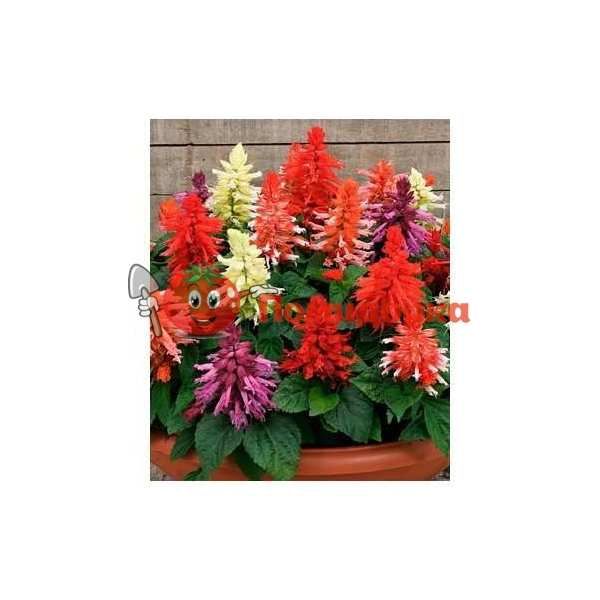 Сальвия Salsa Mix Syngenta 1000 шт