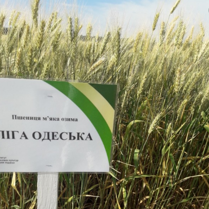 Семена озимой пшеницы ЛИГА ОДЕССКАЯ, первая репродукция