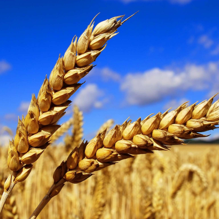 Насіння озимої пшениці  ЛИСТ 25, перша репродукція