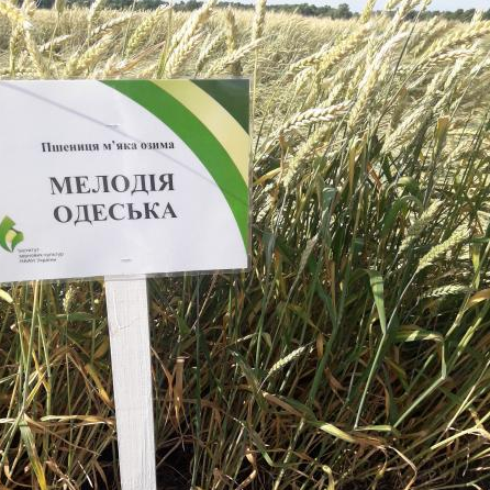 Семена пшеницы МЕЛОДИЯ ОДЕССКАЯ, первая репродукция